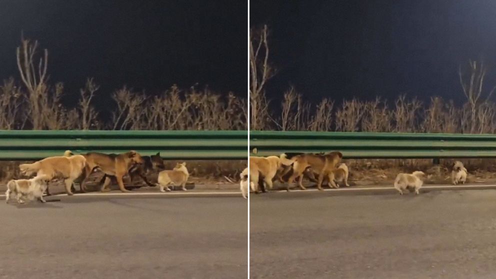 Milagrosa fuga de siete perros, robados por comerciantes de carne canina en China