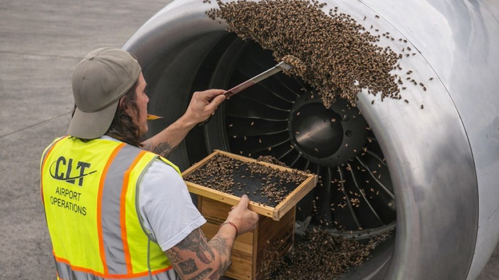 Video: miles de abejas obligaron a retrasar el despegue de un avi�n