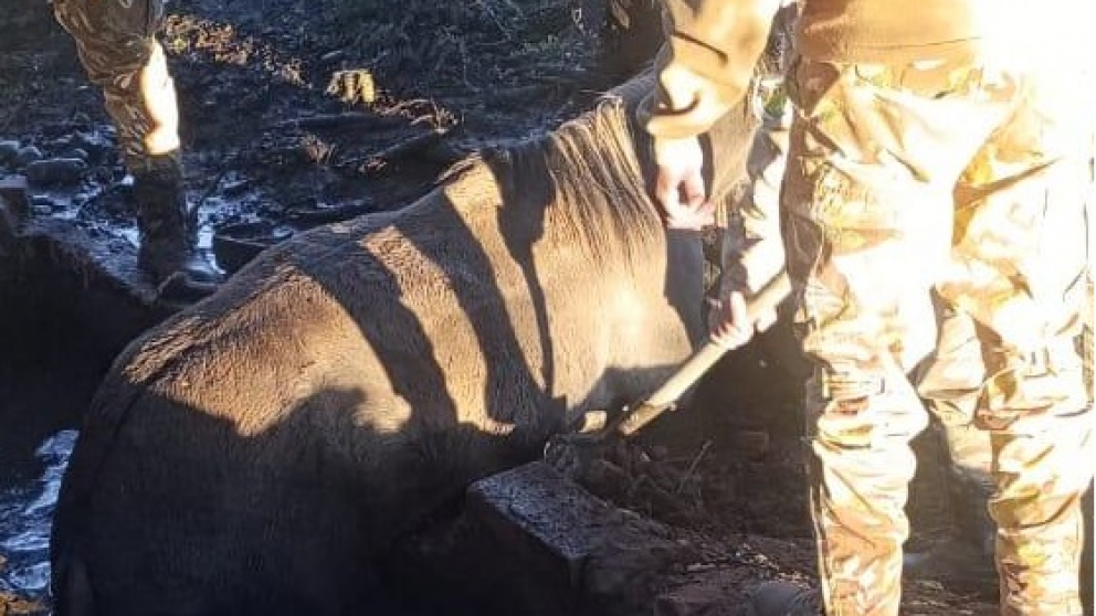 Montaron un amplio operativo para rescatar a una yegua que cay� a una pileta en San Rafael