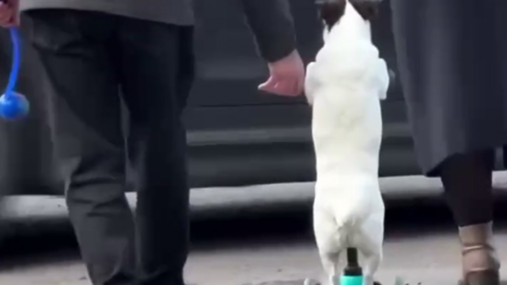 Un perrito roba corazones al pasear en una patineta como todo un experto