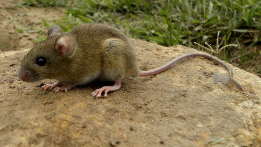 Concluyó el estudio sobre hantavirus en Malargüe: que esperar