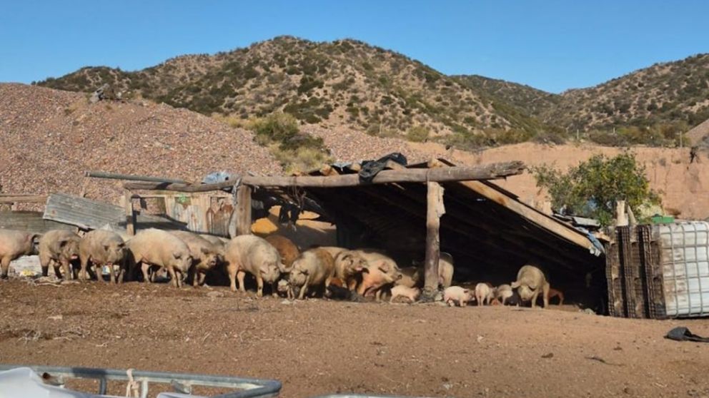 Rescataron a más de 70 animales de un criadero clandestino en Luján de Cuyo: dos detenidos