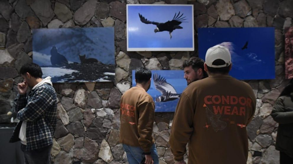 Mendoza inauguró una muestra dedicada a la conservación del cóndor andino en el Ecoparque