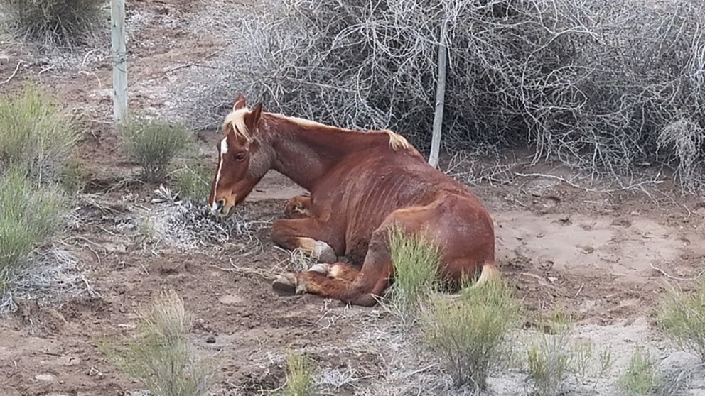 Un operativo coordinado permiti� esclarecer el robo de dos caballos en Maip�