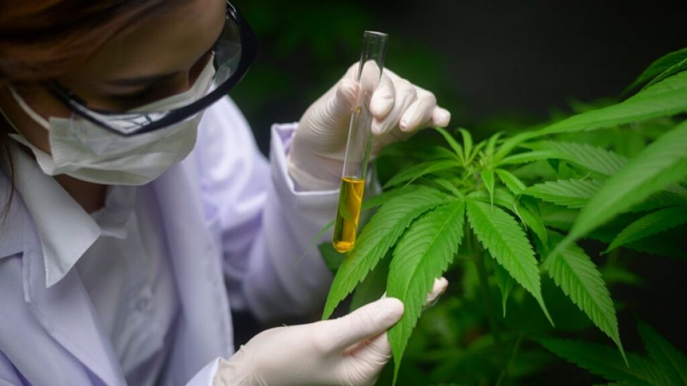 Cannabis medicinal: c�mo es el nuevo sistema de control digital para m�dicos que implement� Mendoza