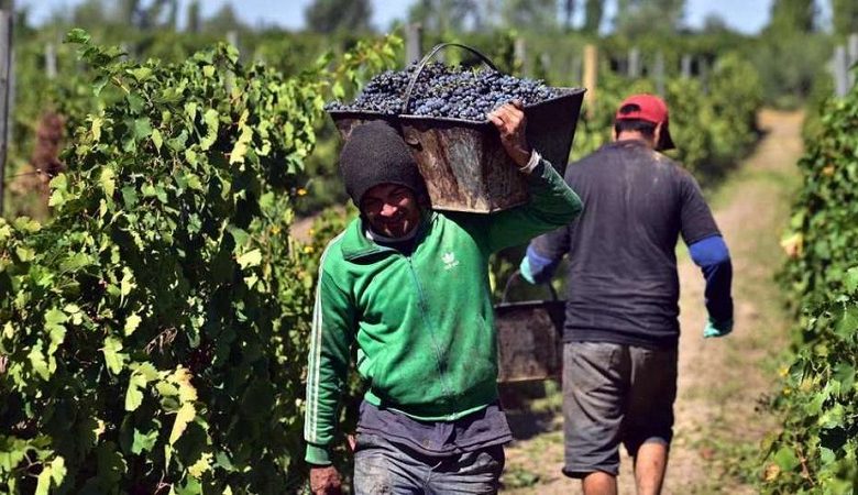 vitivinicultura cosecha uvas